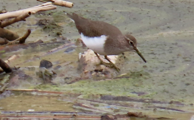 Common Sandpiper